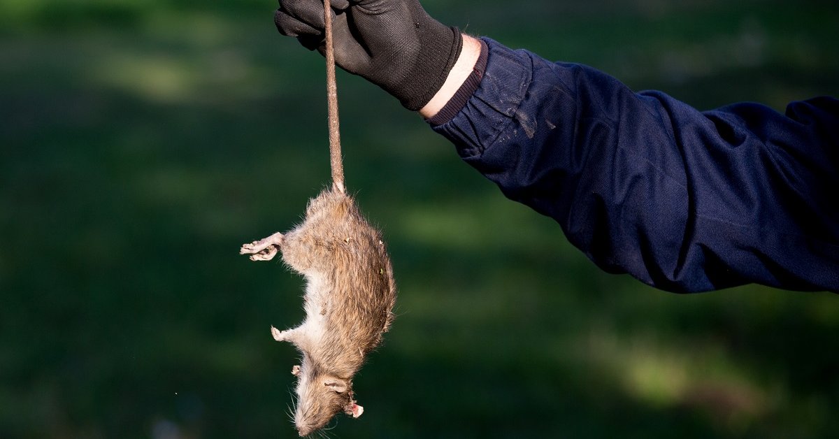 Что делать, если на даче завелись крысы | Дела огородные (webmaster-korolev.ru)